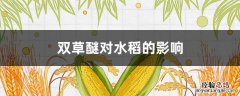 双草醚对糯稻的要害 双草醚对水稻的影响