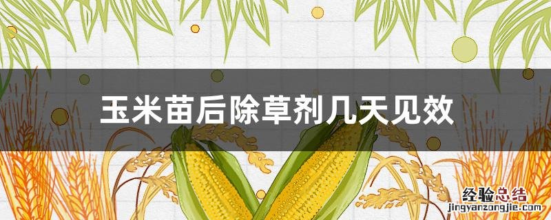 玉米出苗后几天打除草剂 玉米苗后除草剂几天见效
