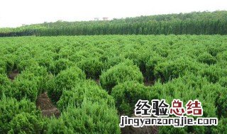 刚刚成活的树苗怎么施肥 怎样才能救活浇多肥的树苗