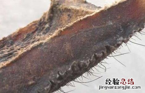 象皮的功效与作用有哪些 象皮的功效与作用