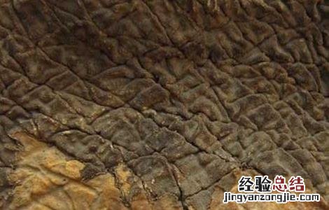 象皮的功效与作用有哪些 象皮的功效与作用