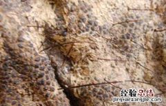 象皮的功效与作用有哪些 象皮的功效与作用