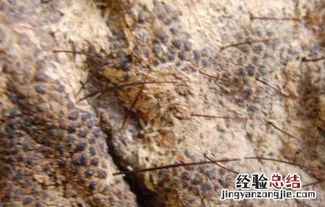 象皮的功效与作用有哪些 象皮的功效与作用