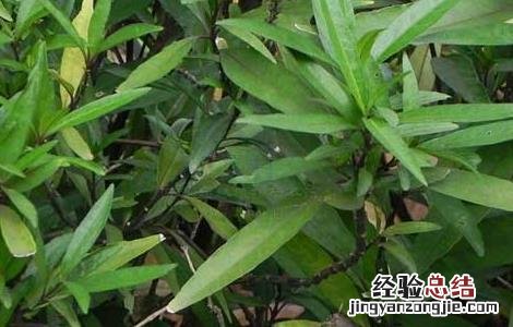 小驳骨的功效与作用 小驳骨的功效与作用和使用方法