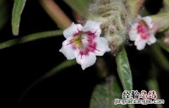 小驳骨的功效与作用 小驳骨的功效与作用和使用方法
