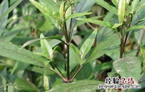 小驳骨的功效与作用 小驳骨的功效与作用和使用方法