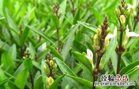 小驳骨的功效与作用 小驳骨的功效与作用和使用方法