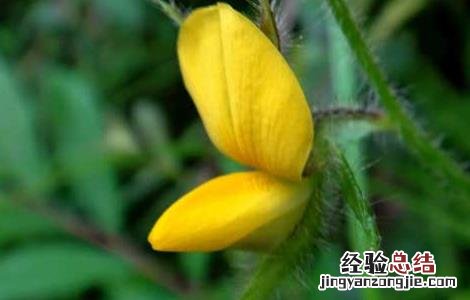 中药响铃草的功效与作用 响铃草的功效与作用
