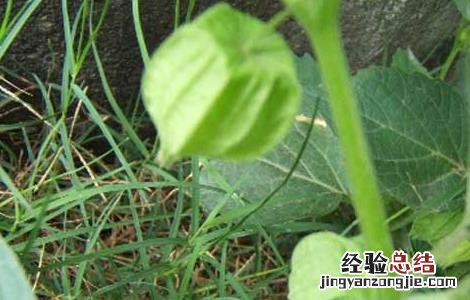 中药响铃草的功效与作用 响铃草的功效与作用