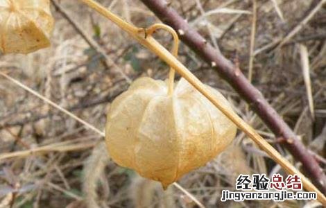 中药响铃草的功效与作用 响铃草的功效与作用