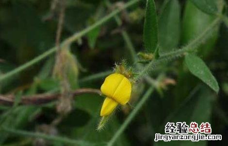 中药响铃草的功效与作用 响铃草的功效与作用