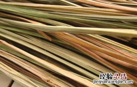 香茅的功效与作用 香茅草的功效与作用及食用方法