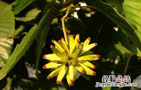 喜树果的功效与作用 喜树果的功效与作用及图片