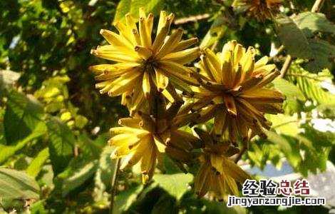 喜树果的功效与作用 喜树果的功效与作用及图片