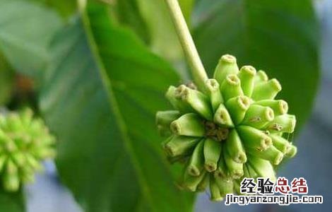 喜树果的功效与作用 喜树果的功效与作用及图片