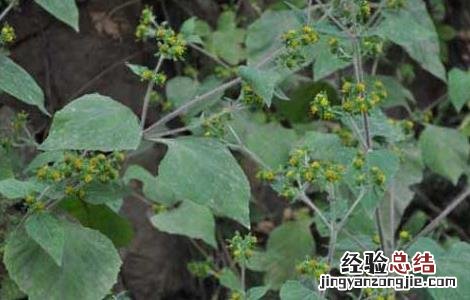 豨莶草的功效与作用 豨莶草的功效与作用的功效和作用是什么