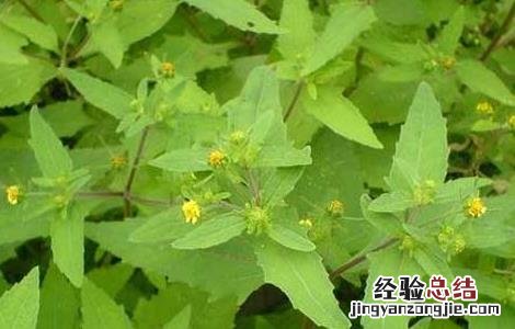 豨莶草的功效与作用 豨莶草的功效与作用的功效和作用是什么