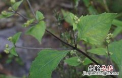 豨莶草的功效与作用 豨莶草的功效与作用的功效和作用是什么
