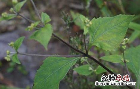 豨莶草的功效与作用 豨莶草的功效与作用的功效和作用是什么
