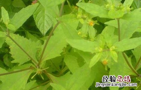 豨莶草的功效与作用 豨莶草的功效与作用的功效和作用是什么
