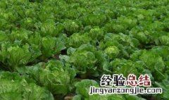 兔子可以吃新鲜白菜吗有毒吗 兔子可以吃新鲜白菜吗
