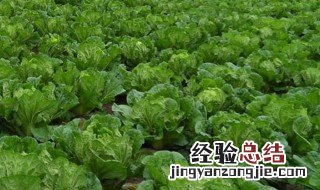 兔子可以吃新鲜白菜吗有毒吗 兔子可以吃新鲜白菜吗