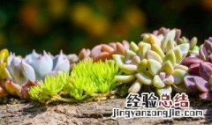 多肉怎样浇水视频 多肉怎样浇水