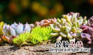 多肉怎样浇水视频 多肉怎样浇水