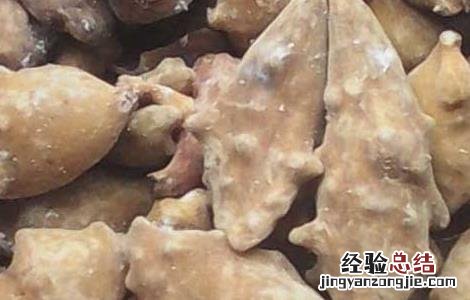 五倍子的功效与作用图片 五倍子的功效与作用