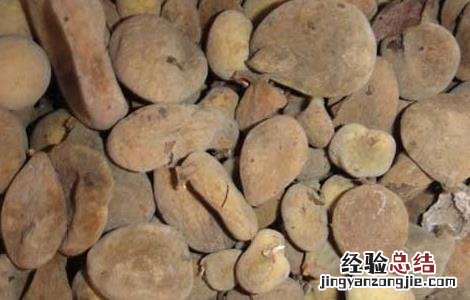 五倍子的功效与作用图片 五倍子的功效与作用