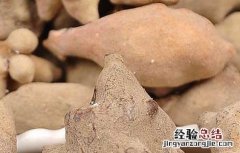五倍子的功效与作用图片 五倍子的功效与作用