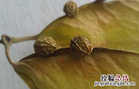 梧桐子的功效和作用 梧桐子的功效和作用图片