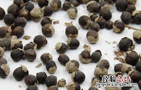 芜菁子的功效与作用 芜菁的功效和作用