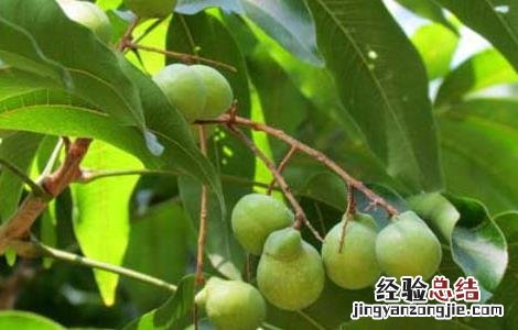 无患子的功效与作用果有什么功能 无患子的功效与作用