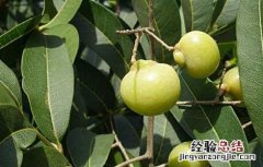 无患子的功效与作用果有什么功能 无患子的功效与作用