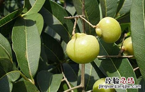 无患子的功效与作用果有什么功能 无患子的功效与作用