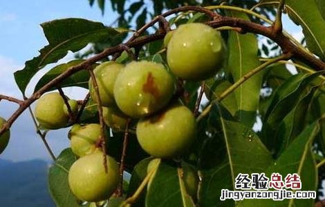 无患子的功效与作用果有什么功能 无患子的功效与作用