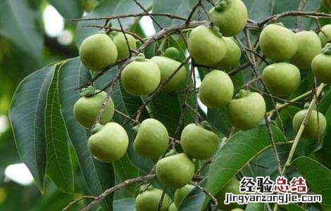 无患子的功效与作用果有什么功能 无患子的功效与作用