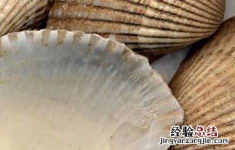 瓦楞子的功效与作用图片 瓦楞子的功效与作用