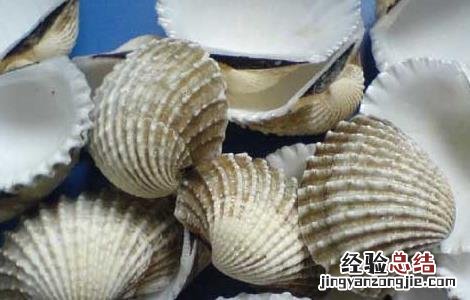 瓦楞子的功效与作用图片 瓦楞子的功效与作用