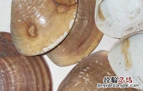 瓦楞子的功效与作用图片 瓦楞子的功效与作用