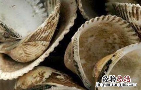 瓦楞子的功效与作用图片 瓦楞子的功效与作用