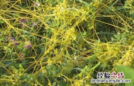菟丝子的功效与作用 菟丝子的功效与作用图片