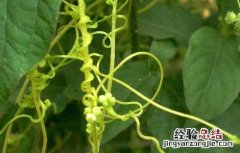 菟丝子的功效与作用 菟丝子的功效与作用图片