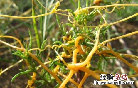 菟丝子的功效与作用 菟丝子的功效与作用图片