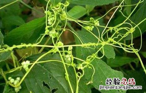 菟丝子的功效与作用 菟丝子的功效与作用图片
