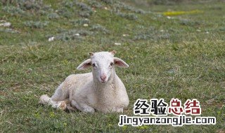 地锅炖羊肉需要多久 炖羊肉需要怎么制作