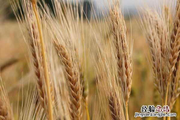 大麦出来的是什么粮食，与小麦有什么区别