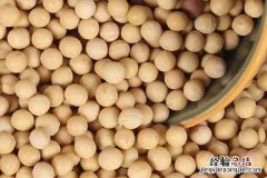 刚播黄豆种就下雨行不行，会不会影响种子发芽