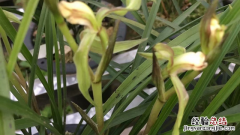 兰花多株一起种可以吗 可以多颗兰花一起种植吗